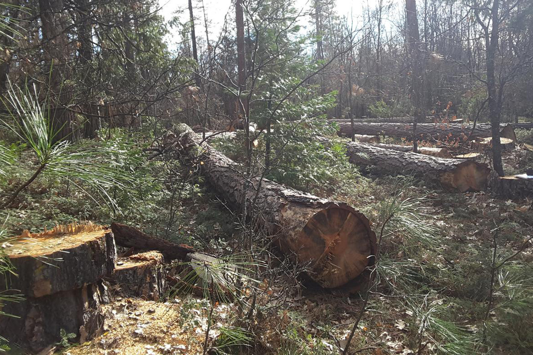 large cut logs