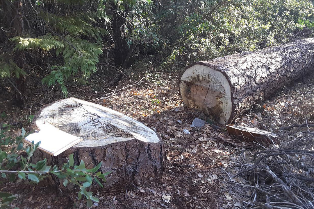 large log cutting